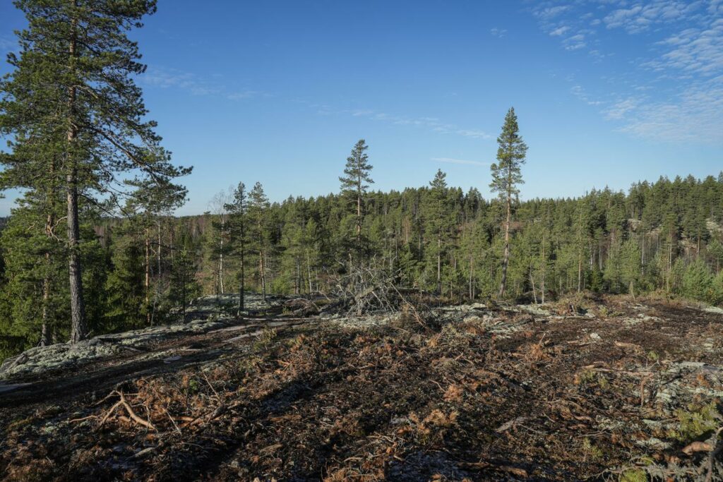 Loi contre la déforestation : les Vingt-Sept refusent le détricotage voté par la droite et l’extrême droite au Parlement européen