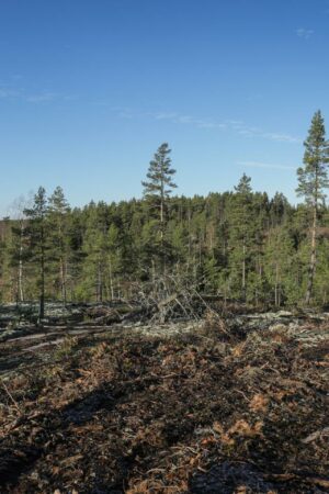 Loi contre la déforestation : les Vingt-Sept refusent le détricotage voté par la droite et l’extrême droite au Parlement européen