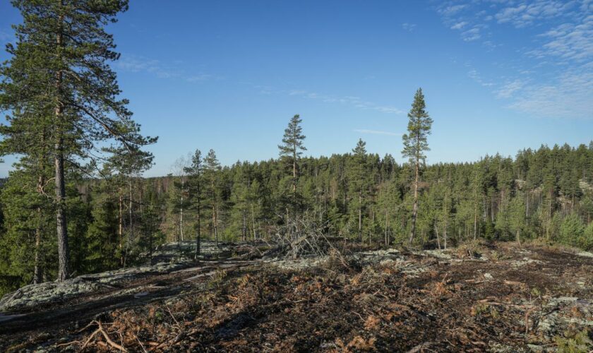 Loi contre la déforestation : les Vingt-Sept refusent le détricotage voté par la droite et l’extrême droite au Parlement européen