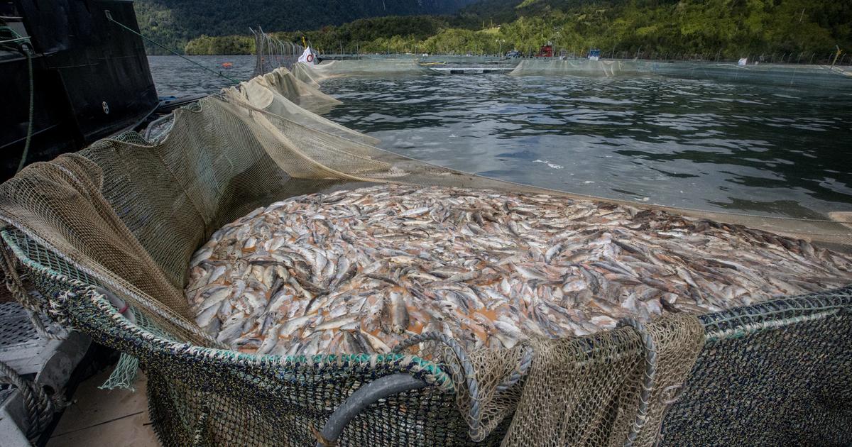 «L'une des principales menaces environnementales qui pèsent sur la Patagonie» : le saumon chilien, un or rose très contesté