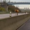 Luxembourg: Une vache filmée sur l'A3, l'autoroute fermée vers la France