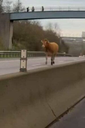 Luxembourg: Une vache filmée sur l'A3, l'autoroute fermée vers la France