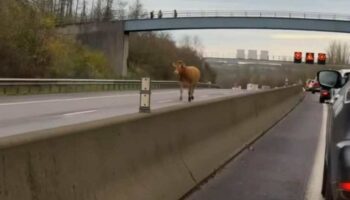 Luxembourg: Une vache filmée sur l'A3, l'autoroute fermée vers la France