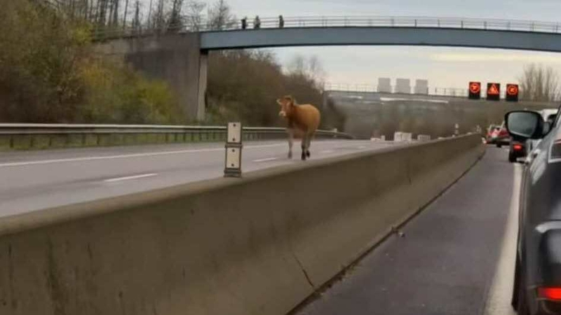 Luxembourg: Une vache filmée sur l'A3, l'autoroute fermée vers la France