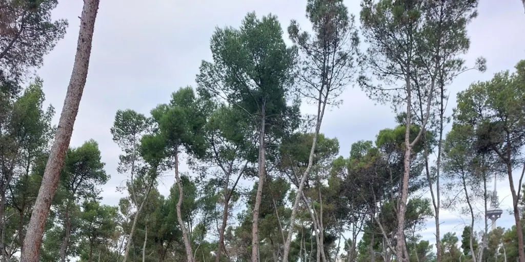 Más aire para dos pulmones de la capital: pinar de la Elipa y pinar del Rey