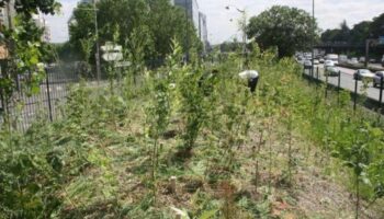 Melun : une forêt urbaine prévue quartier de l’Almont