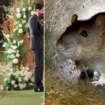 Moment rat interrupts groom's emotional wedding vows in front of stunned friends and family