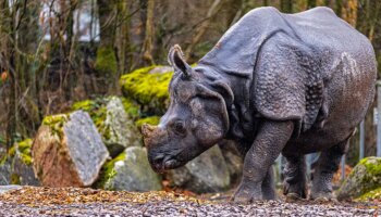 Nashorn Rapti in Hellabrunn gestorben: Das vorletzte Einhorn