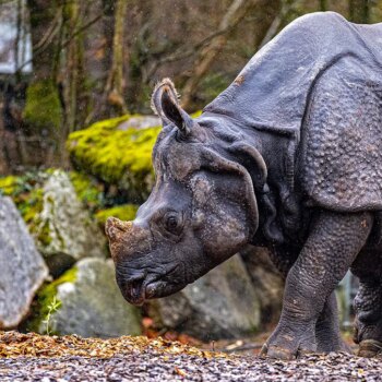 Nashorn Rapti in Hellabrunn gestorben: Das vorletzte Einhorn