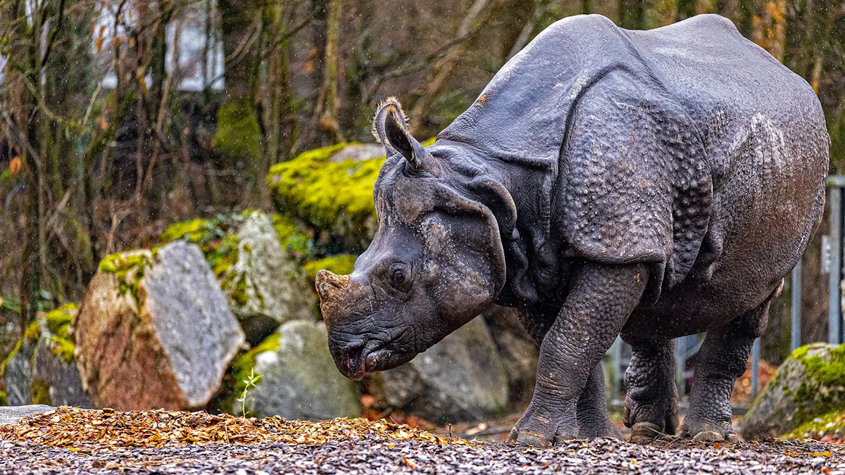 Nashorn Rapti in Hellabrunn gestorben: Das vorletzte Einhorn