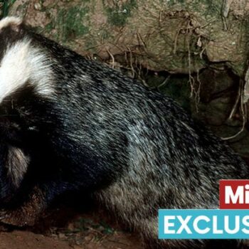 Nearly 5,000 UK wildlife crimes in just one year but convictions at all-time low