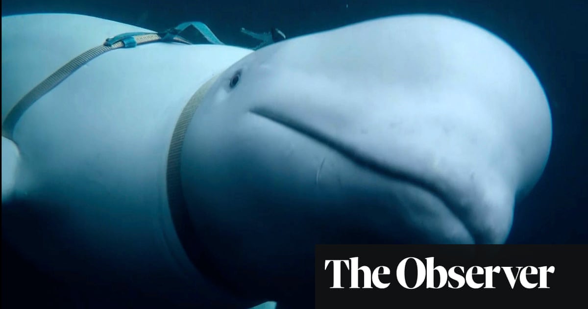 New film unravels mystery of the Russian ‘spy whale’