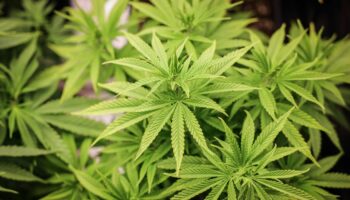 Niedersachsen: Erster Anbauverein gibt Cannabis aus: "Habe die 25 Gramm nicht ausgeschöpft"