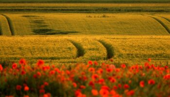 « Nous fournissons au monde entier les toxiques que nous interdisons dans nos fermes et nous acceptons de les voir revenir dans nos supermarchés »