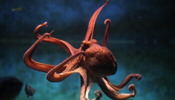 Octopuses 'will rule supreme' as sea creatures are clever enough to be next civilisation-builders