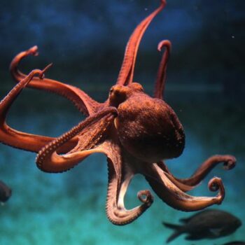 Octopuses 'will rule supreme' as sea creatures are clever enough to be next civilisation-builders