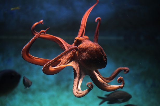 Octopuses 'will rule supreme' as sea creatures are clever enough to be next civilisation-builders