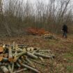 Oise : et si vous alliez couper votre bois de chauffage en forêt ?