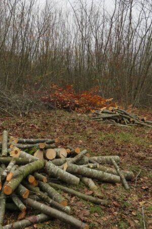 Oise : et si vous alliez couper votre bois de chauffage en forêt ?