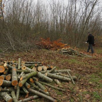 Oise : et si vous alliez couper votre bois de chauffage en forêt ?