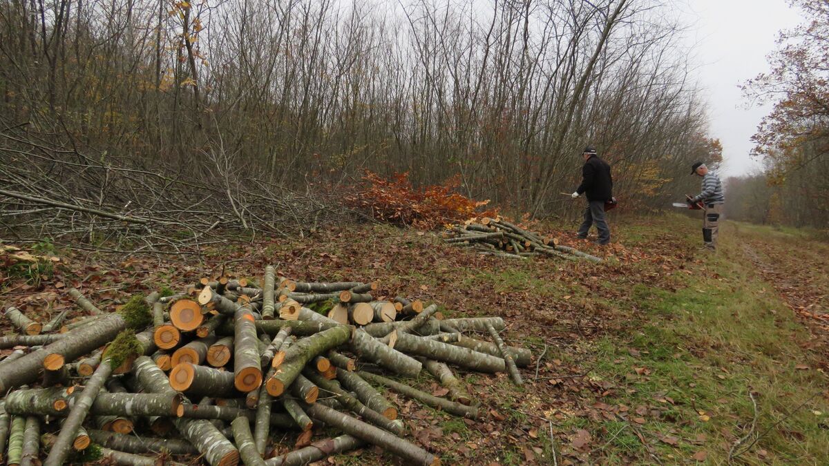 Oise : et si vous alliez couper votre bois de chauffage en forêt ?