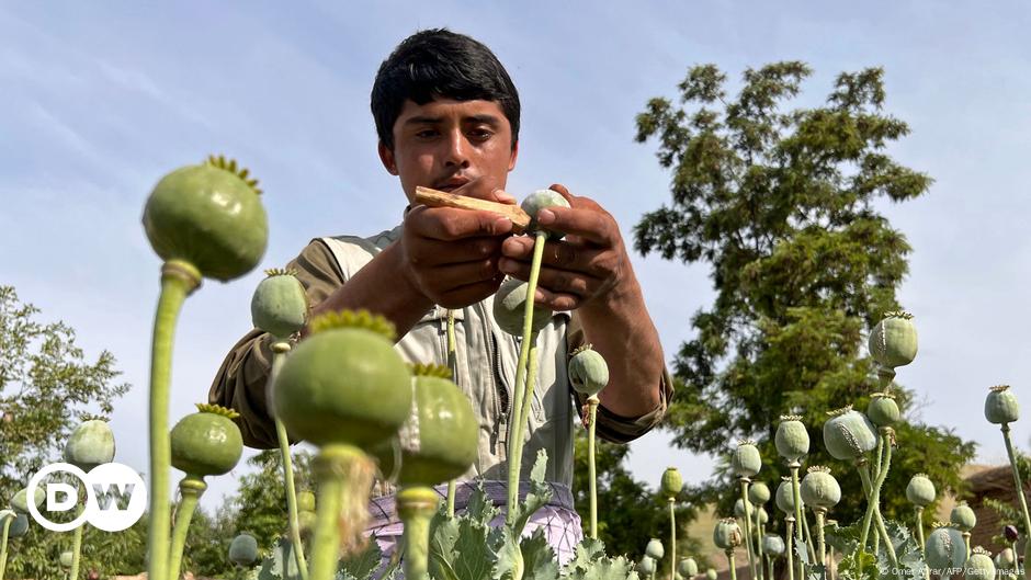 Opium production in Afghanistan rose despite ban: UN report