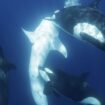 Orcas que atacan a tiburones ballena: la impresionante estrategia de caza liderada por Moctezuma en México