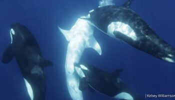 Orcas que atacan a tiburones ballena: la impresionante estrategia de caza liderada por Moctezuma en México