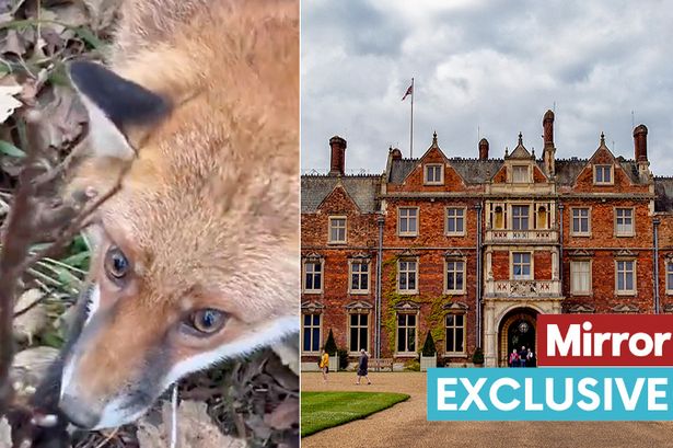 Outrage as video shows fox caught in 'barbaric' snare trap on King's Sandringham estate