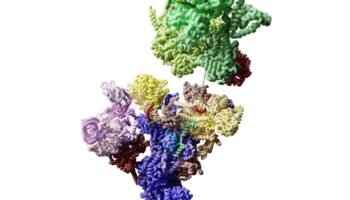 Plongée au cœur d’une machinerie cellulaire méconnue et vitale, le splicéosome humain