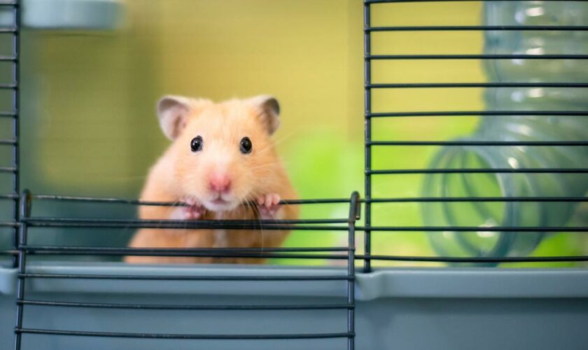 Portugal : un avion cloué au sol pendant cinq jours après l’évasion de 132 hamsters