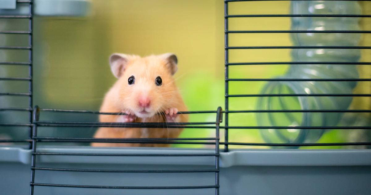 Portugal : un avion cloué au sol pendant cinq jours après l’évasion de 132 hamsters