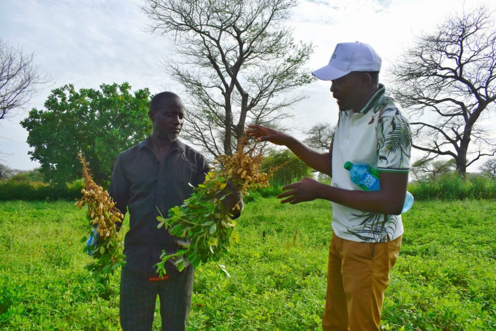 Pour adapter ses cultures au changement climatique, le Sénégal mise sur l’amélioration des variétés