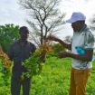 Pour adapter ses cultures au changement climatique, le Sénégal mise sur l’amélioration des variétés