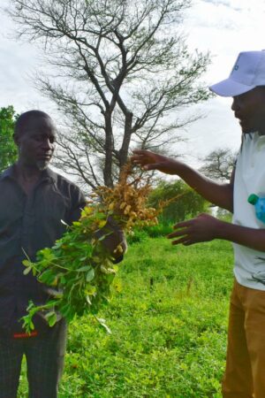 Pour adapter ses cultures au changement climatique, le Sénégal mise sur l’amélioration des variétés