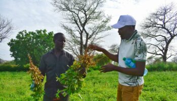 Pour adapter ses cultures au changement climatique, le Sénégal mise sur l’amélioration des variétés