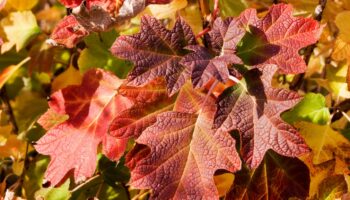 Pourquoi les feuilles d’automne sont jaunes et rouges