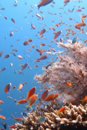 Quand ils sont en bonne santé, les poissons tropicaux contribuent simultanément au bien-être de la nature et des hommes