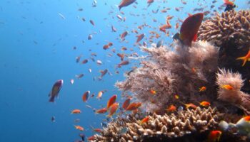 Quand ils sont en bonne santé, les poissons tropicaux contribuent simultanément au bien-être de la nature et des hommes