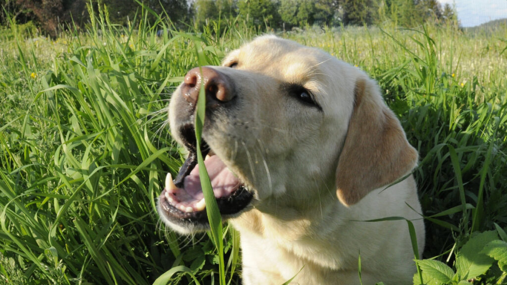 Que faire si votre chien se délecte d'herbes et de crottes pendant sa promenade?