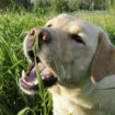 Que faire si votre chien se délecte d'herbes et de crottes pendant sa promenade?