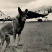 Rare bravey medal for hero dog in Second World War goes to auction for £40,000