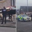 Residents wake up to police outside front doors as herd of cows takes over street