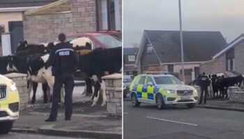 Residents wake up to police outside front doors as herd of cows takes over street