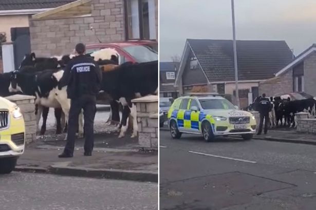 Residents wake up to police outside front doors as herd of cows takes over street