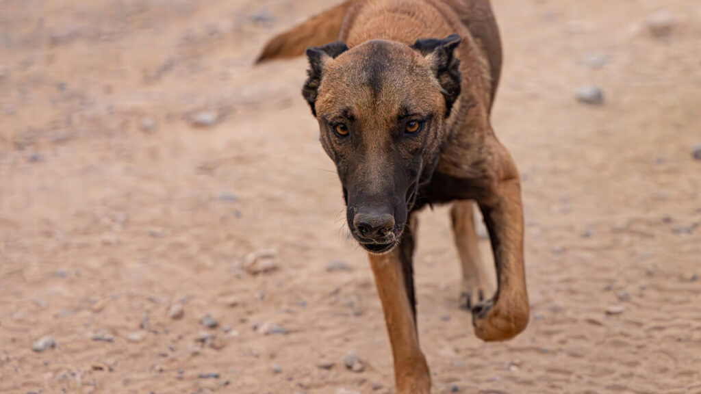 « Sa présence me rappelle sans cesse l’agression » : à Élancourt, le chien du voisin lui a mangé un doigt