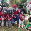 Santa Paws! Dozens of rescue dogs don their best Christmas jumpers for VERY festive parade in central London