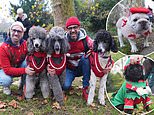 Santa Paws! Dozens of rescue dogs don their best Christmas jumpers for VERY festive parade in central London