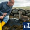 Shetland man’s bond with otter becomes subject of award-winning film