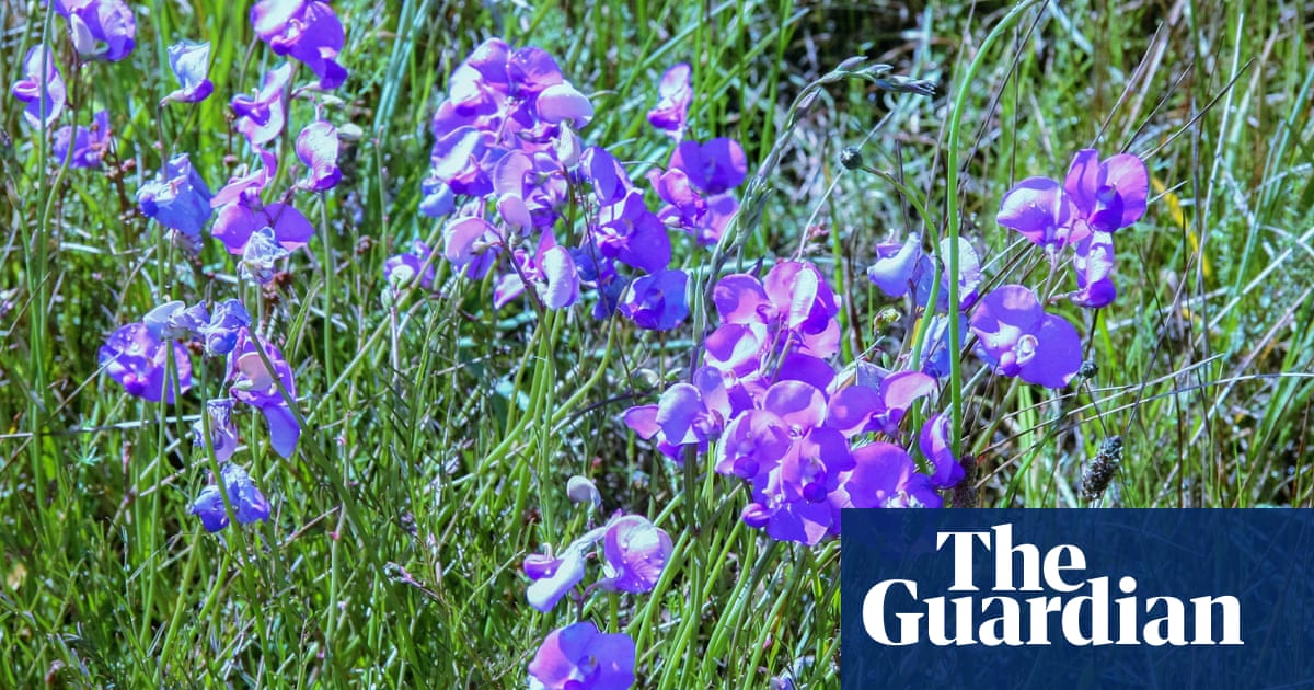 Spiky blue devils and chocolate lilies: Victorian grassland bursts with wildflowers after ecological ‘reset’